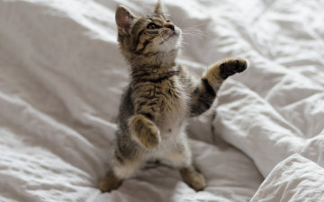 Картинка животные коты котенок