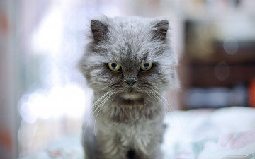 Картинка животные коты взгляд