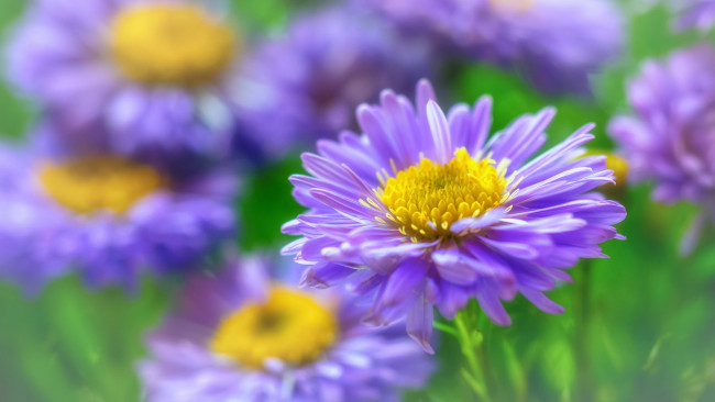 Обои картинки фото цветы, астры, флора, макро, красота, октябрь, многолетники, розовый, цвет, астра, кустовая, растения, природа, осень, дача