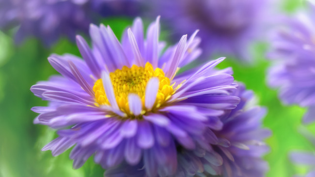 Обои картинки фото цветы, астры, природа, осень, октябрь, розовый, цвет, астра, кустовая, многолетники, макро, красота, дача, растения, флора