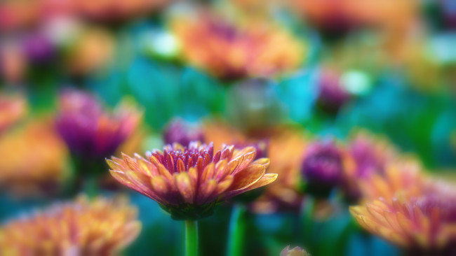 Обои картинки фото цветы, хризантемы, лепестки, цветение