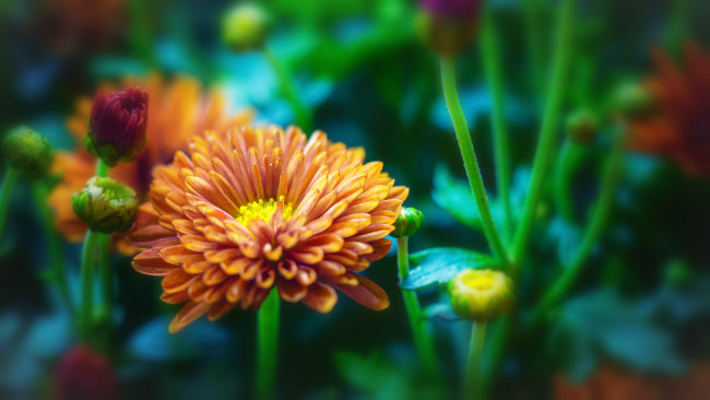 Обои картинки фото цветы, хризантемы, лепестки, цветки