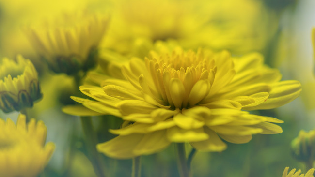 Обои картинки фото цветы, хризантемы, лепестки, цветки