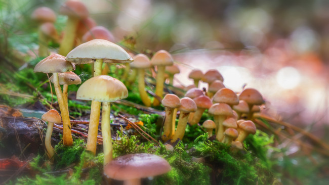 Обои картинки фото природа, грибы, лес, гриб, мох