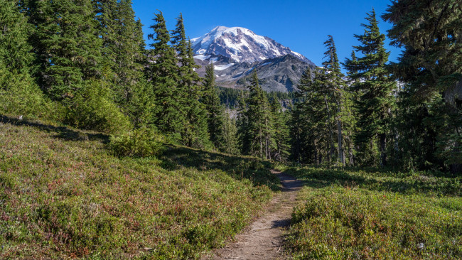 Обои картинки фото природа, лес, простор