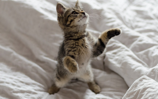 Обои картинки фото животные, коты, котенок