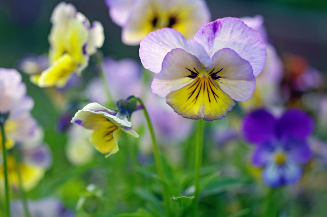 Обои картинки фото цветы, анютины глазки , садовые фиалки, анютины, глазки, флора, фиалки, красота, растения, многолетники, макро, лето, июнь, двулетники, дача, виола, ассоциации, природа