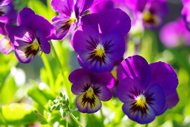 Обои картинки фото цветы, анютины глазки , садовые фиалки, анютины, глазки, виола, дача, двулетники, июнь, красота, лето, макро, многолетники, природа, растения, фиалки, фиолетовый, цвет, флора