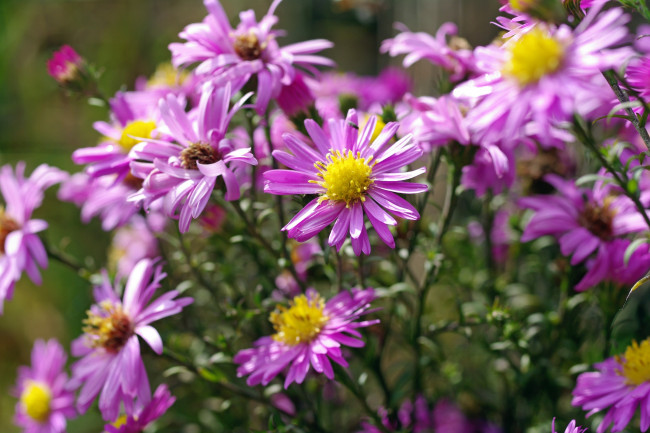 Обои картинки фото цветы, астры, астра, многолетняя, дача, октябрь, осень, природа, растения, сиреневый, цвет, флора