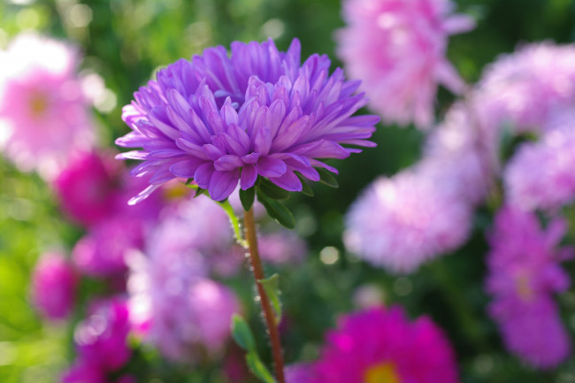 Обои картинки фото цветы, астры, дача, красота, однолетники, осень, природа, растения, сентябрь, сиреневый, цвет, флора