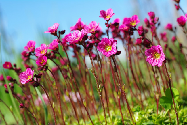 Обои картинки фото цветы, камнеломка, растения, природа, небо, множество, май, красота, дача, весна, цветущий, мох, флора, розовый, цвет