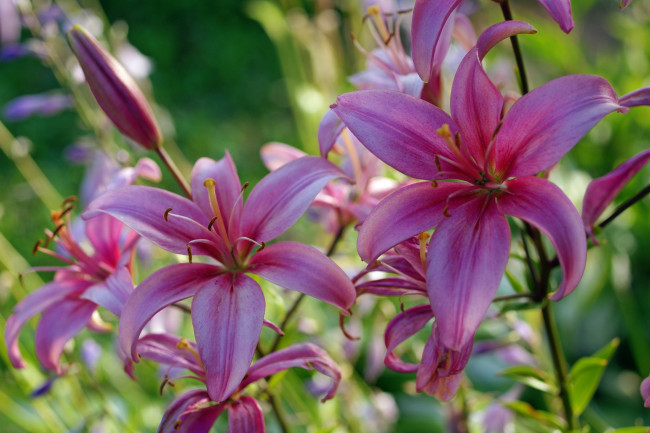 Обои картинки фото цветы, лилии,  лилейники, флора, растения, природа, тычинки, лето, красота, июль, пестики, дача, розовый, цвет, луковичные