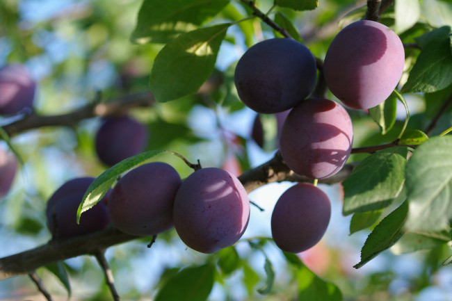 Обои картинки фото природа, плоды, август, ветка, дача, лето, слива, урожай, ягоды