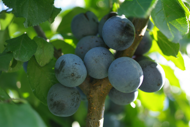 Обои картинки фото природа, плоды, ветка, дача, множество, осень, сентябрь, тернослив, урожай, ягоды