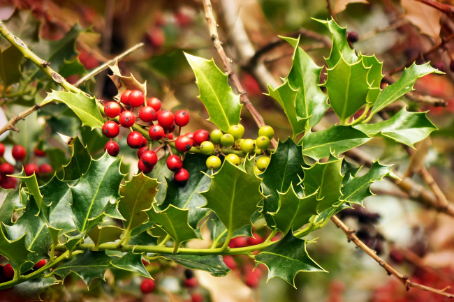 Обои картинки фото природа, Ягоды, простор