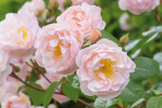 Обои картинки фото цветы, розы, красота, бутоны