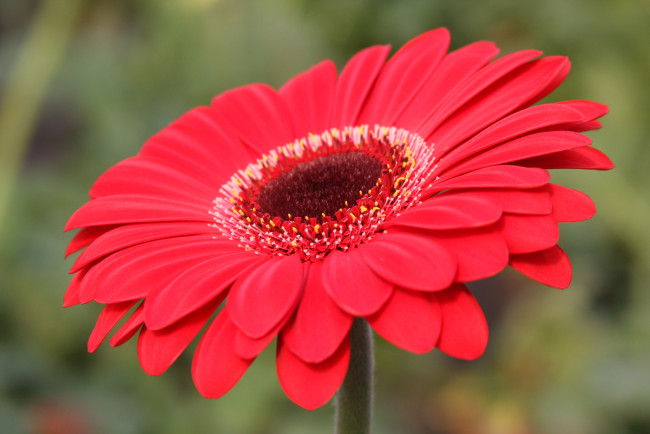 Обои картинки фото гербера, цветы, герберы, цветок