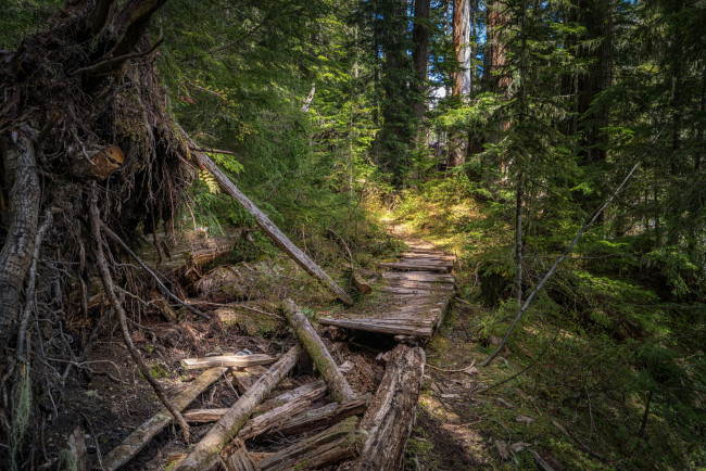 Обои картинки фото природа, лес, простор