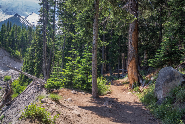 Обои картинки фото природа, лес, простор