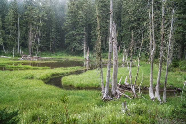 Обои картинки фото природа, лес, простор