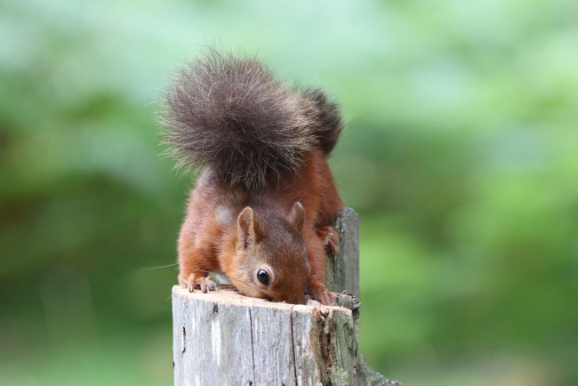 Обои картинки фото животные, белки, белка, ушка, лапки, хвостик, милашка