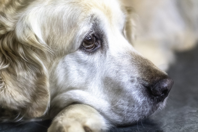 Обои картинки фото животные, собаки, морда, порода, пёс