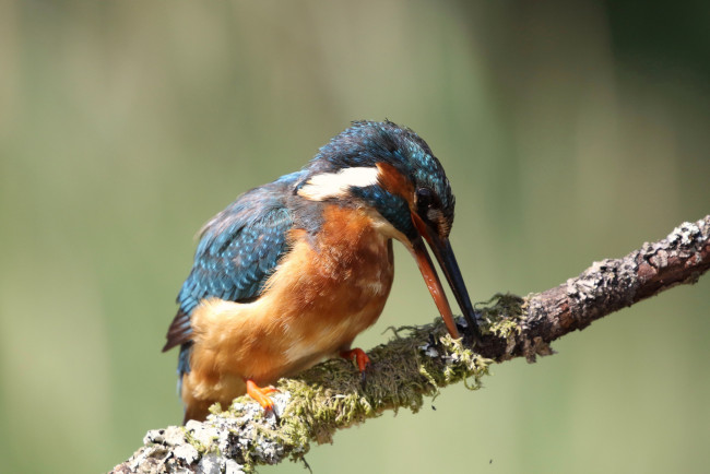 Обои картинки фото животные, зимородки, зимородоки, птица, ветка, природа