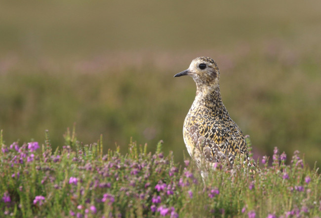 Обои картинки фото животные, птицы, птица, природа, поле, цветы