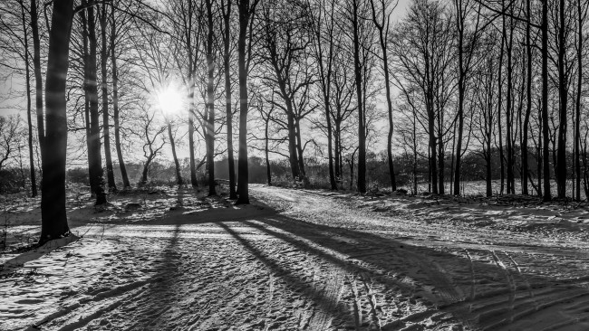 Обои картинки фото природа, зима, снег