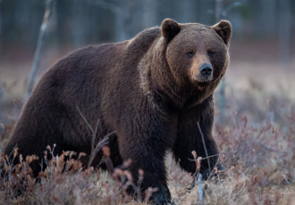 Картинка животные медведи медведь бурый гризли кодьяк животное хищник млекопитающее хордовые
