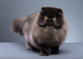 Картинка животные коты пушистый кот