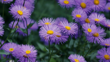Картинка цветы астры лиловые