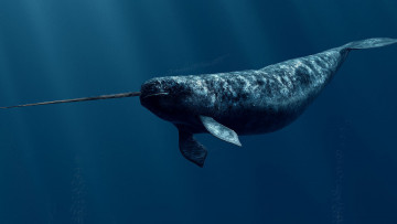 обоя животные, нарвалы, нарвал, море