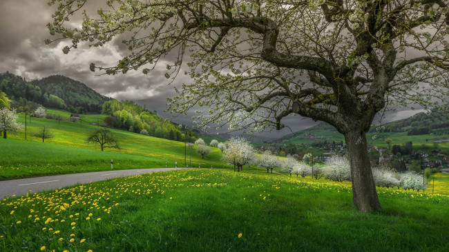 Обои картинки фото природа, дороги, шоссе, дорога, весна, одуванчики