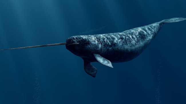 Обои картинки фото животные, нарвалы, нарвал, море