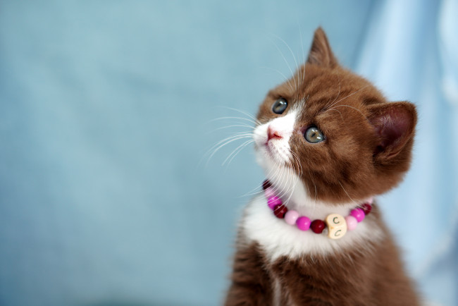 Обои картинки фото хозяин ничего не понял но очень интересно, животные, коты, котёнок, комочек, шерсти, няшное, существо, да, и, лучший, друг, человека, мур, мяу