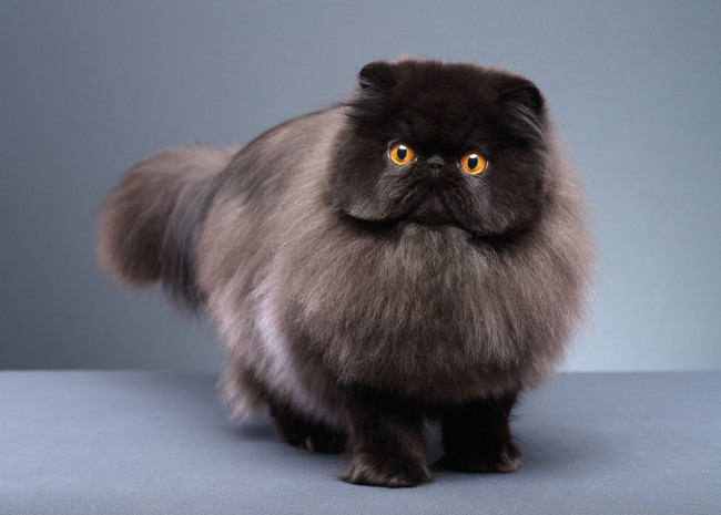 Обои картинки фото животные, коты, пушистый, кот