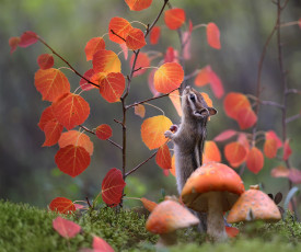 обоя животные, бурундуки, бурундук