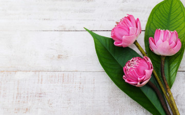 Картинка цветы лотосы бутоны листья трио