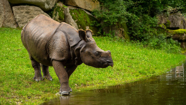 Обои картинки фото животные, носороги, носорог, рог, трава, поле, вода, лес, размытие, фона