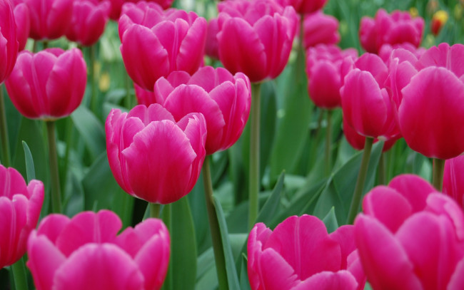 Обои картинки фото цветы, тюльпаны, розовые, поле