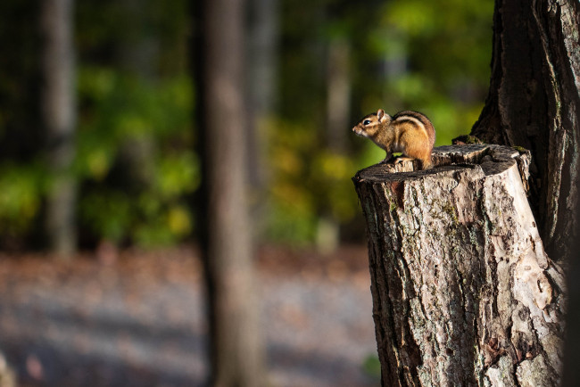 Обои картинки фото животные, бурундуки, бурундук