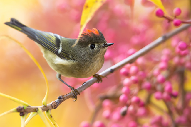 Обои картинки фото животные, птицы, птица