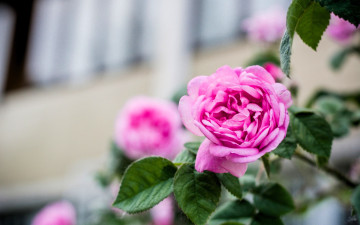 обоя цветы, розы, розовые, куст