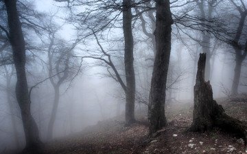 Картинка природа лес туман осень пень