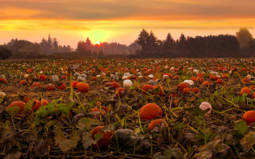 обоя природа, поля, поле, тыквы, закат, деревья, лес