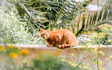 Картинка животные коты кот рыжий забор сад