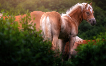 обоя животные, лошади, кусты