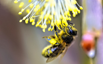 обоя животные, пчелы,  осы,  шмели, пчела, нектар, тычинки, пыльца