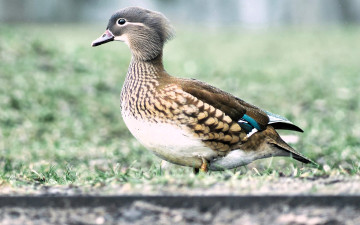 обоя животные, утки, утка, трава